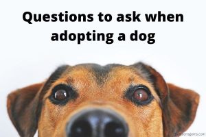 questions to ask when adopting a dog
