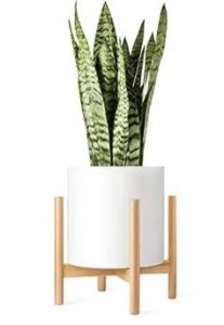 Best Plant Stands