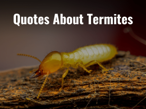 Quotes About Termites