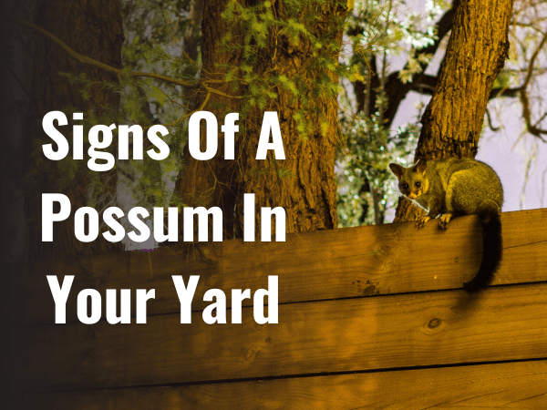 25 Signs Of A Possum In Your Yard