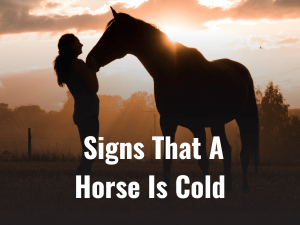 Signs That Horse Is Cold