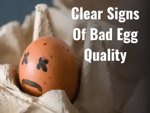 Signs Of Bad Egg Quality