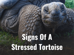 Signs Of Stressed Tortoise