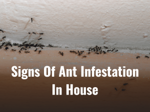 Ant Infestation In House