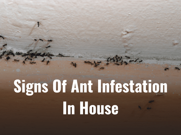 20 Signs Of Ant Infestation In House